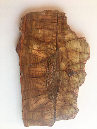 the semi precious stone petrified wood could be used in art works by Santa Fe Stone Creations